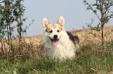 CORGI PEMBROKE 269